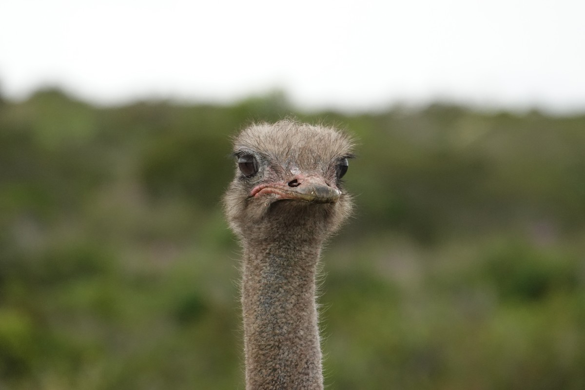Common Ostrich - Jeremy Dominguez