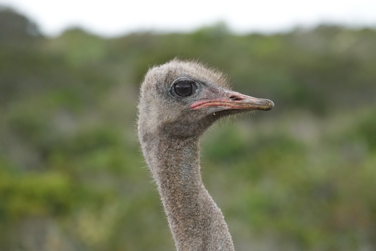 Common Ostrich - Jeremy Dominguez
