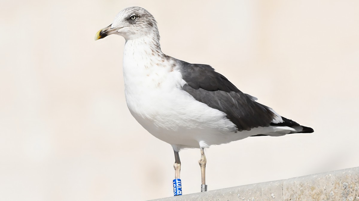 Lesser Black-backed Gull (graellsii) - ML610529650