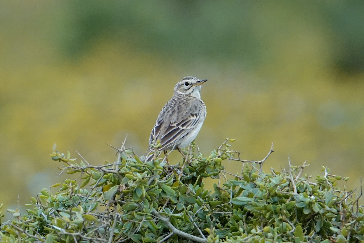 African Pipit (African) - ML610529780