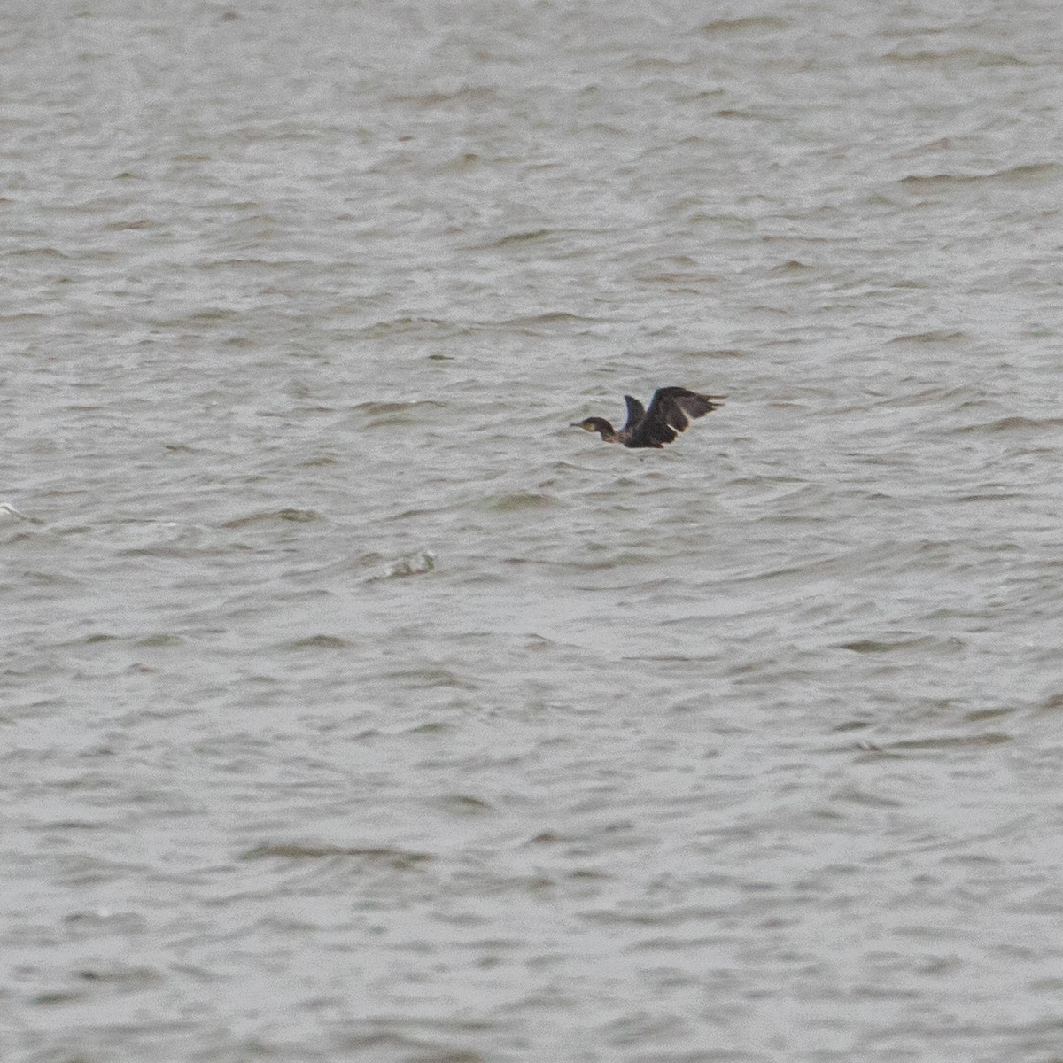 Great Cormorant - Matthew Zeitler