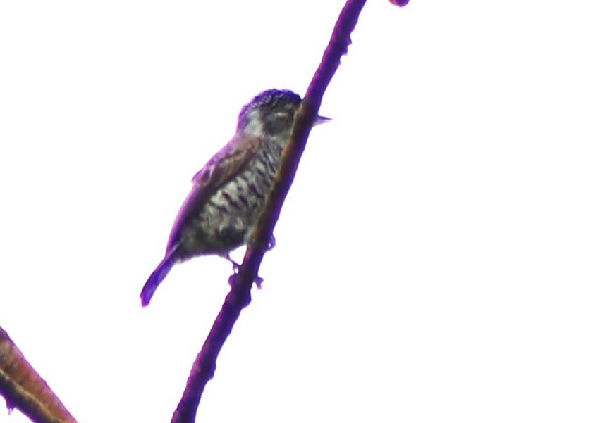 White-barred Piculet (White-barred) - ML610530171