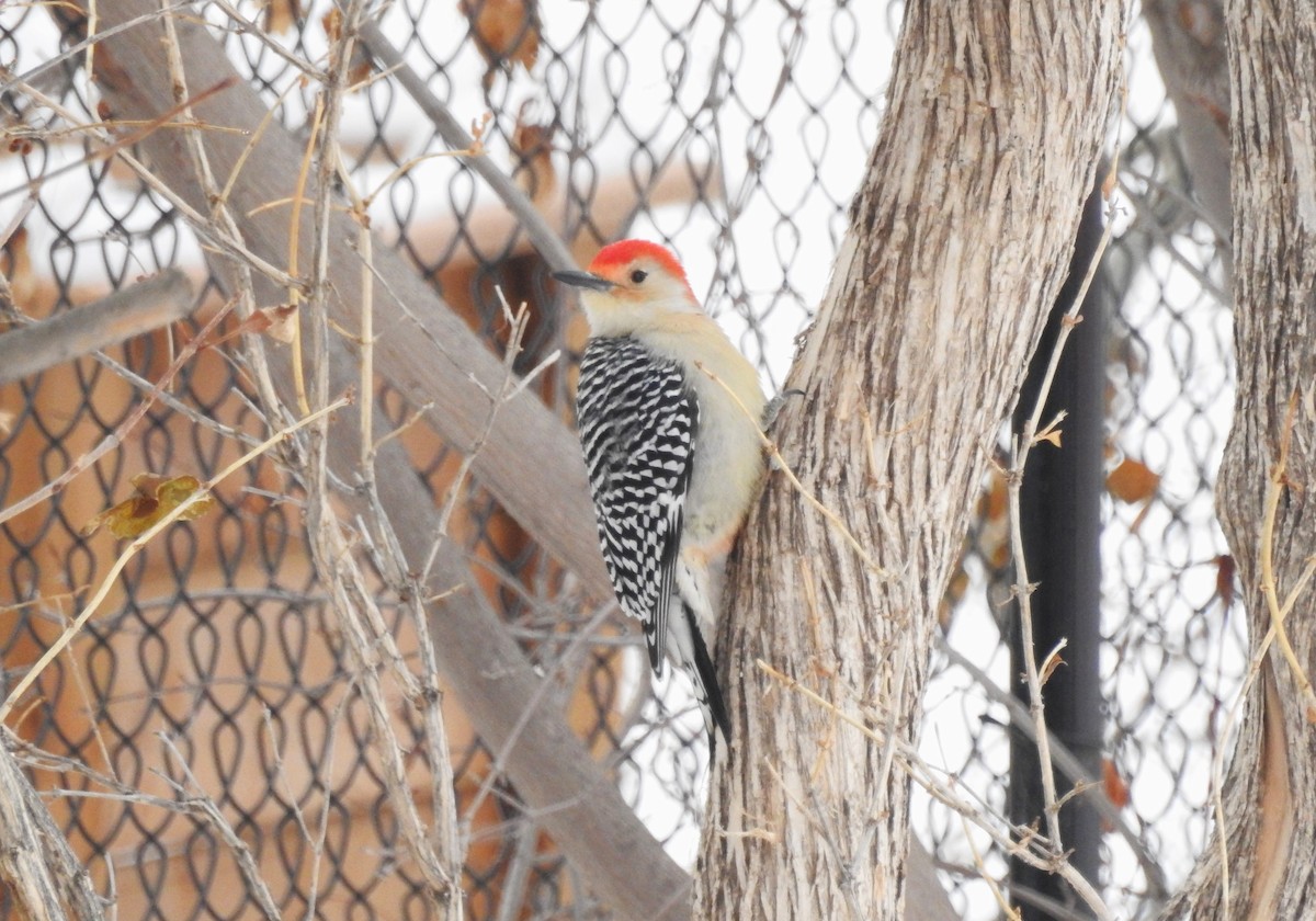 Red-bellied Woodpecker - ML610530508