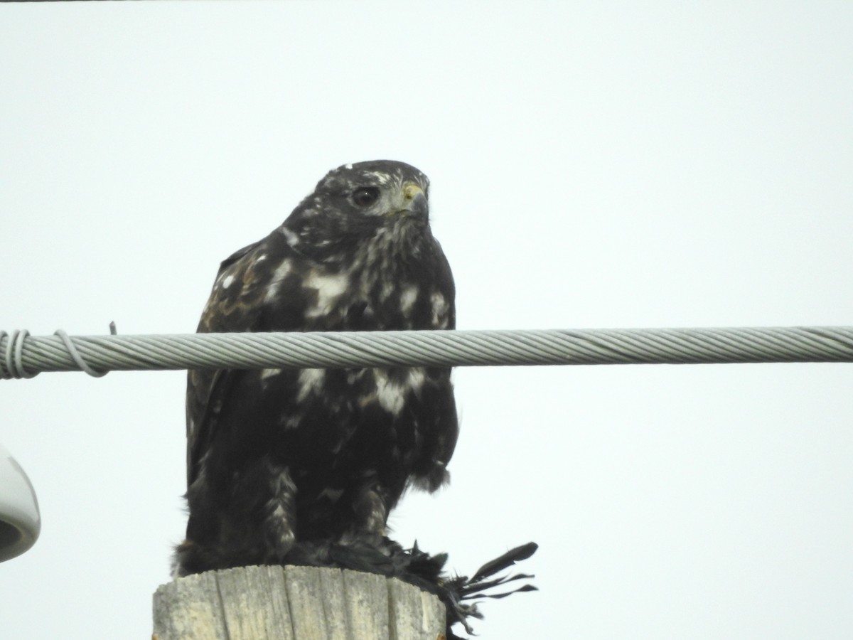 Red-tailed Hawk (Harlan's) - ML610530776