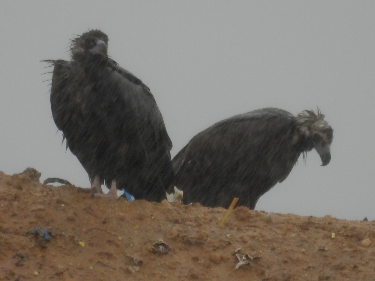 Cinereous Vulture - ML610530892