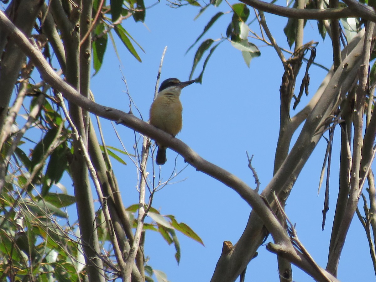 Sacred Kingfisher (Australasian) - ML610531214