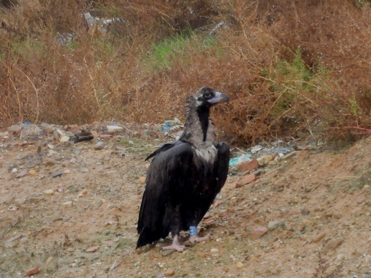 Cinereous Vulture - ML610531234