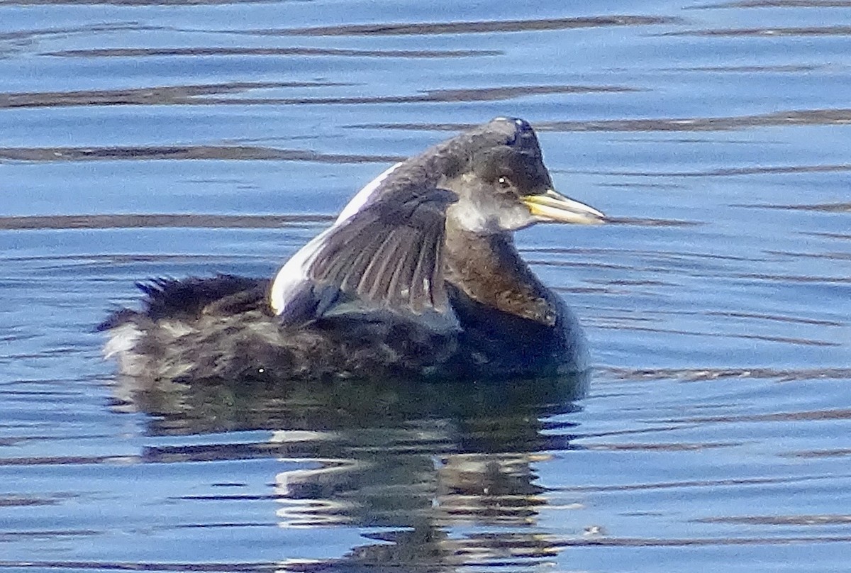 Red-necked Grebe - ML610531318