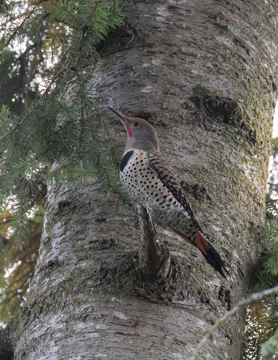 Northern Flicker (Red-shafted) - ML610531326