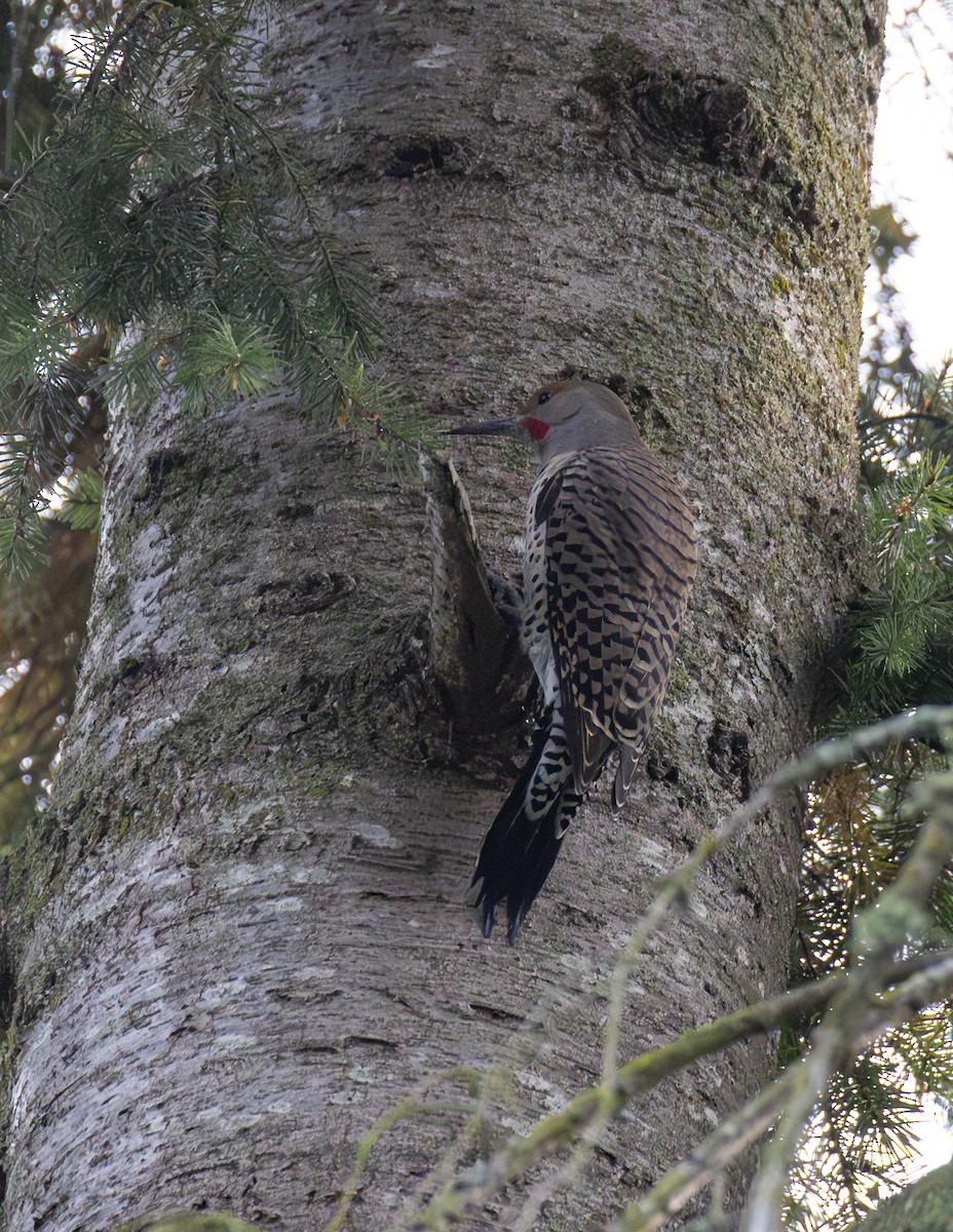 Northern Flicker (Red-shafted) - ML610531328