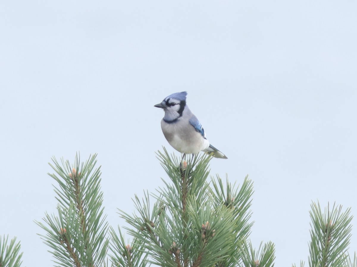 eBird Québec Checklist 29 Oct 2023 Observatoire d'oiseaux de
