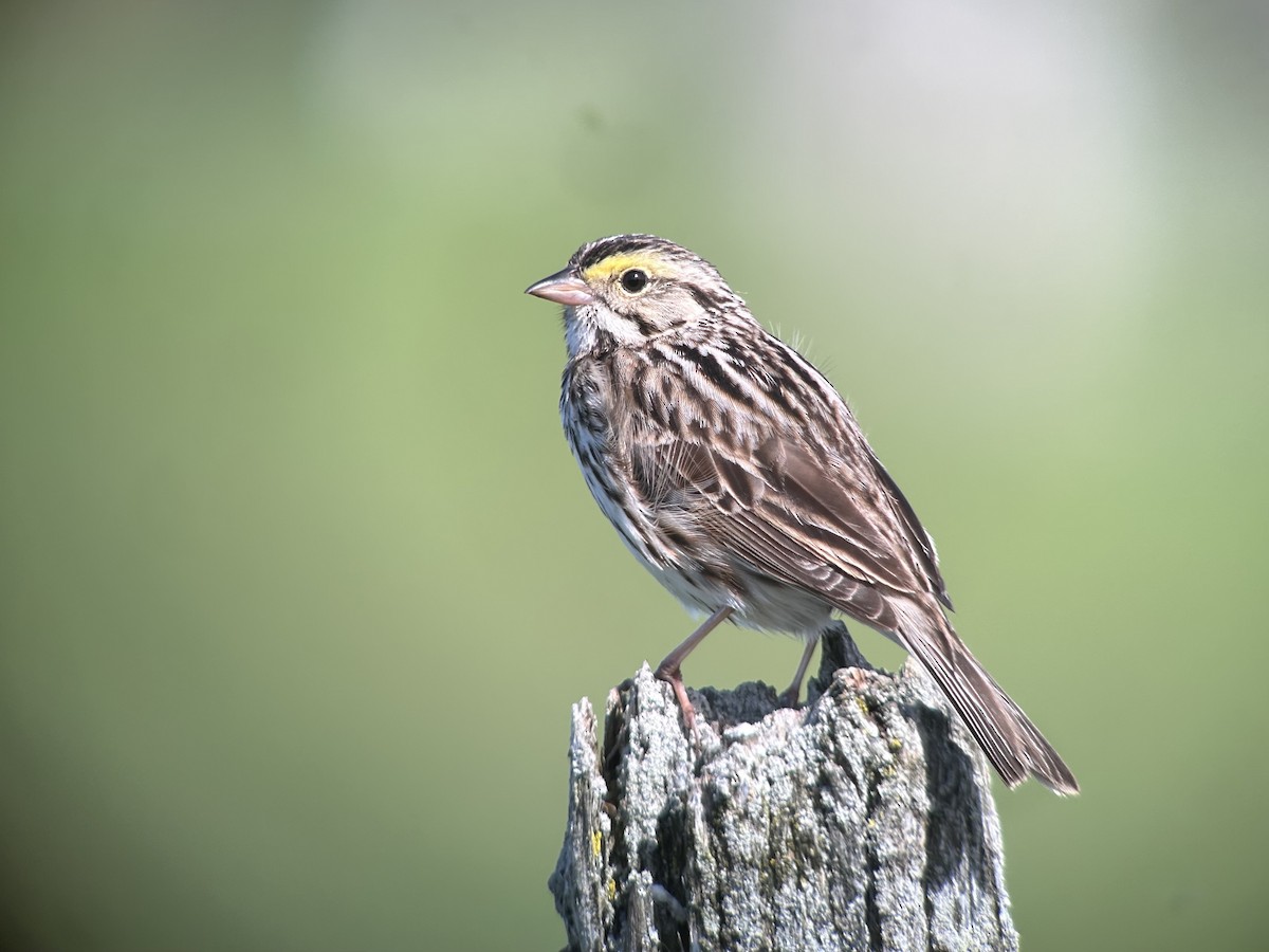 Savannah Sparrow - ML610531738