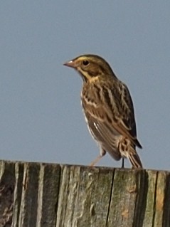 Savannah Sparrow - ML610531952