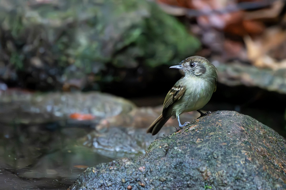 Sepia-capped Flycatcher - ML610532194