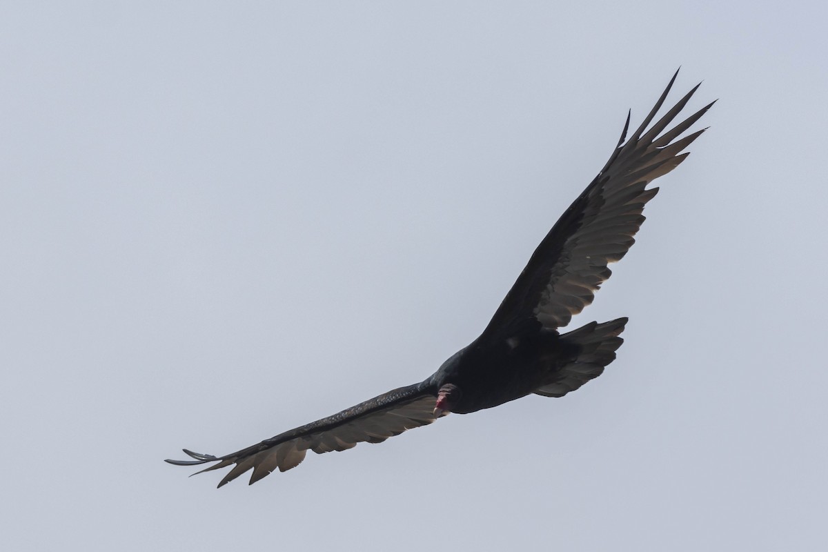 Turkey Vulture - ML610532554