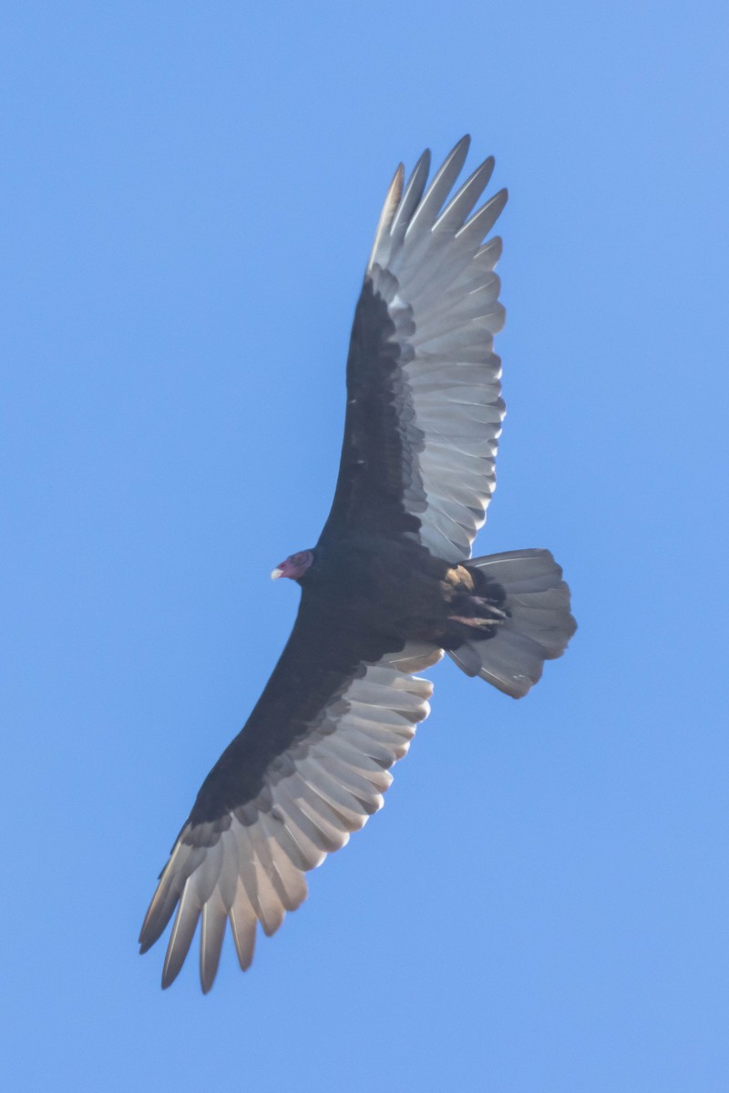 Turkey Vulture - ML610532555
