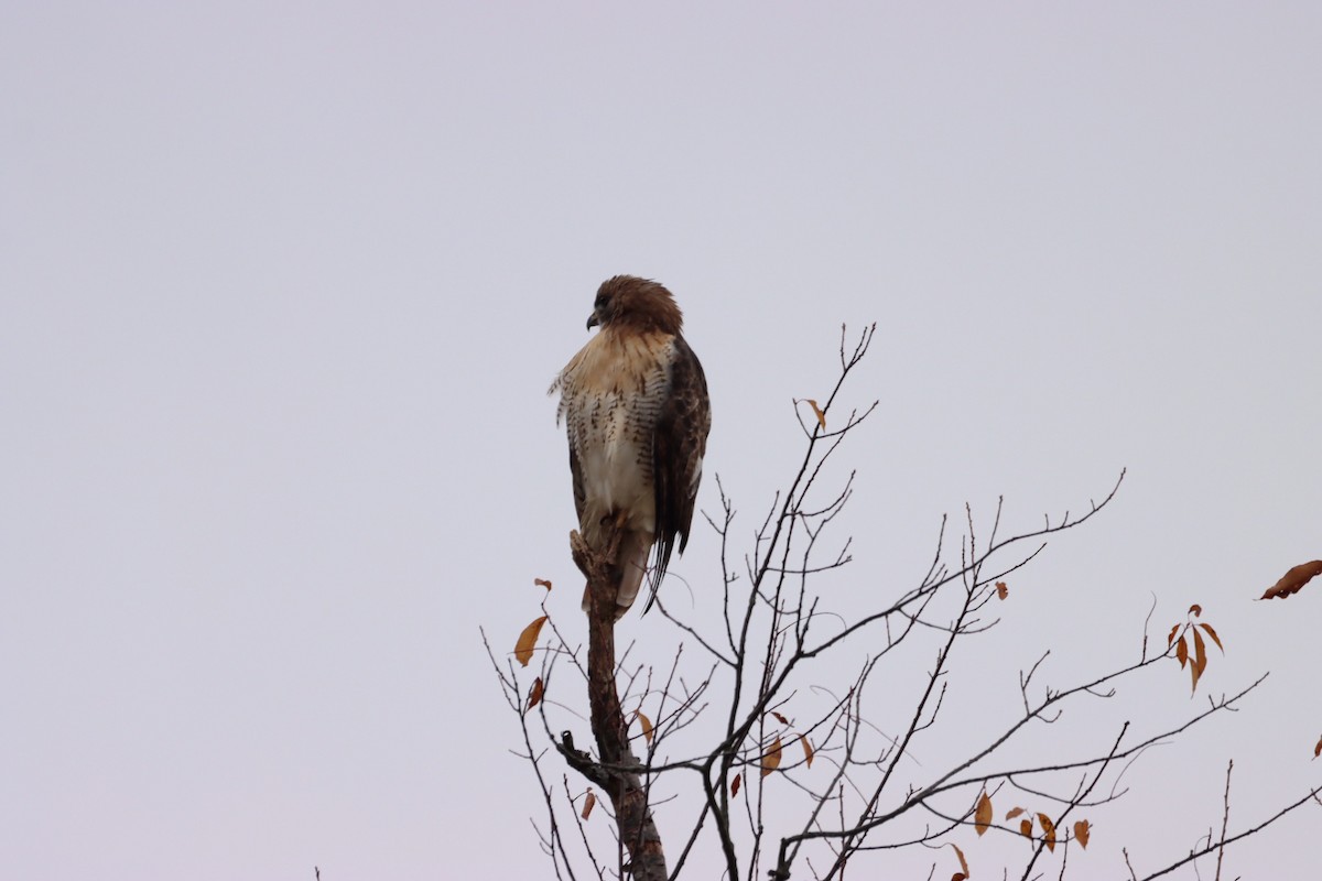 Red-tailed Hawk - ML610532556