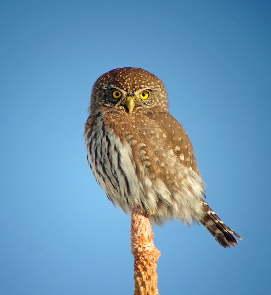 Northern Pygmy-Owl - Nate Kohler