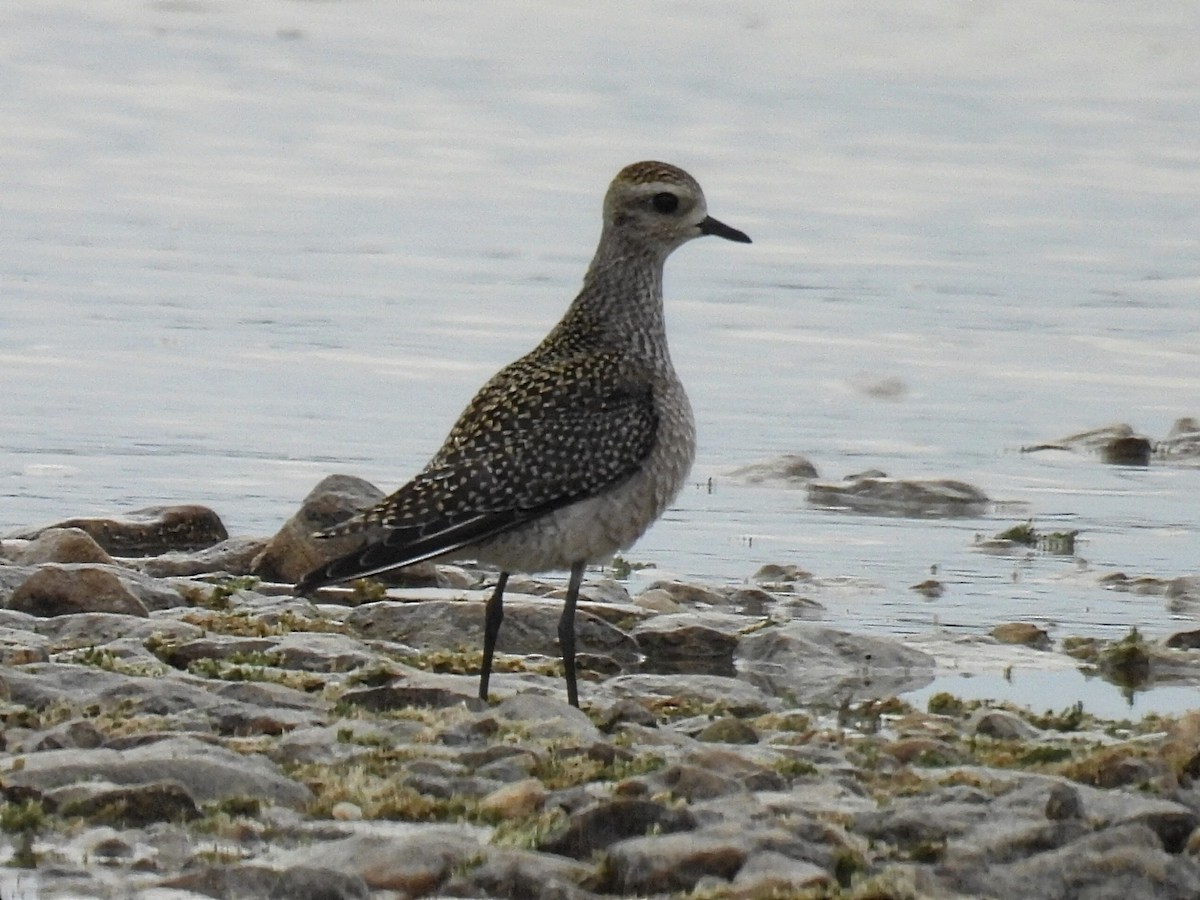 American Golden-Plover - Melody Walsh