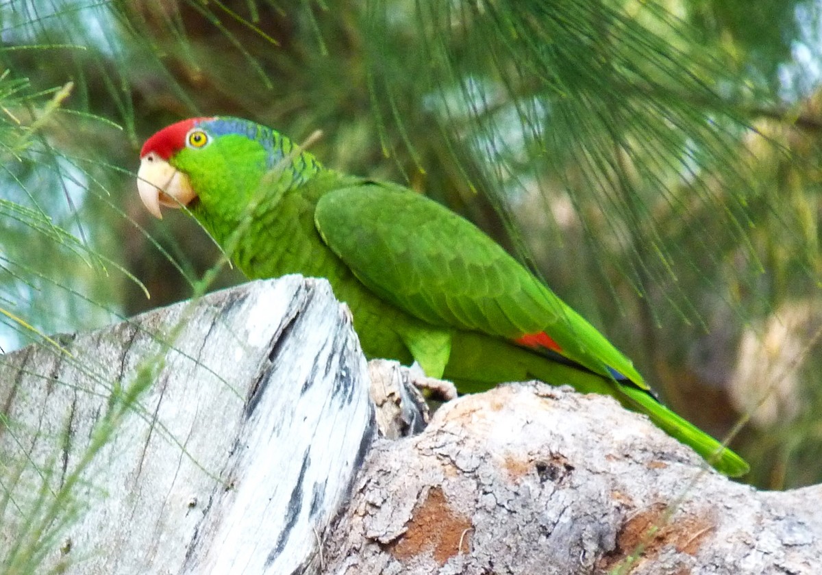Red-crowned Parrot - ML610533181