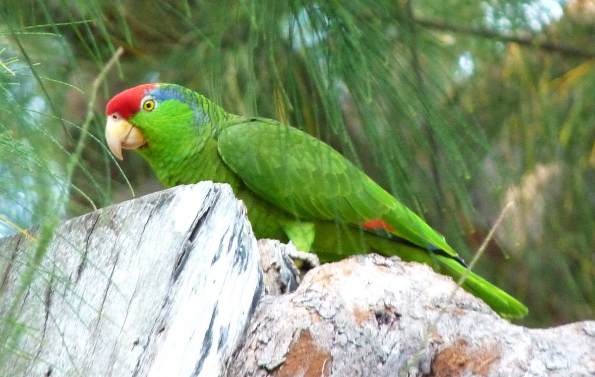 Red-crowned Parrot - ML610533197
