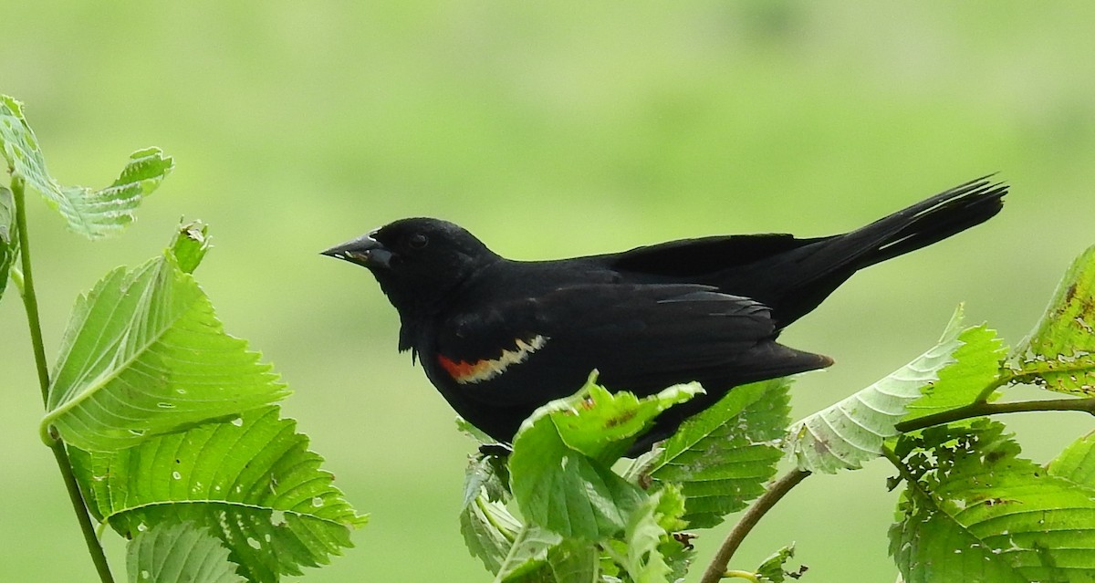 Red-winged Blackbird - Bonnie Heinecke