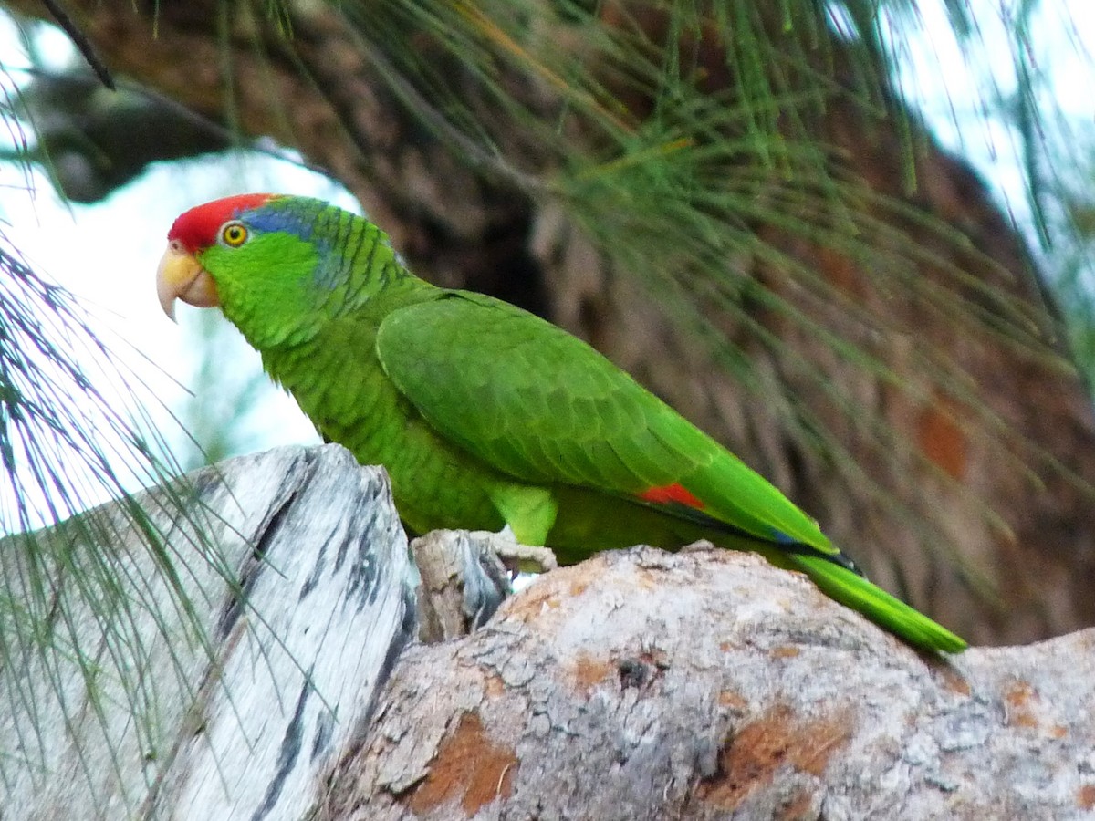 Red-crowned Parrot - ML610533226
