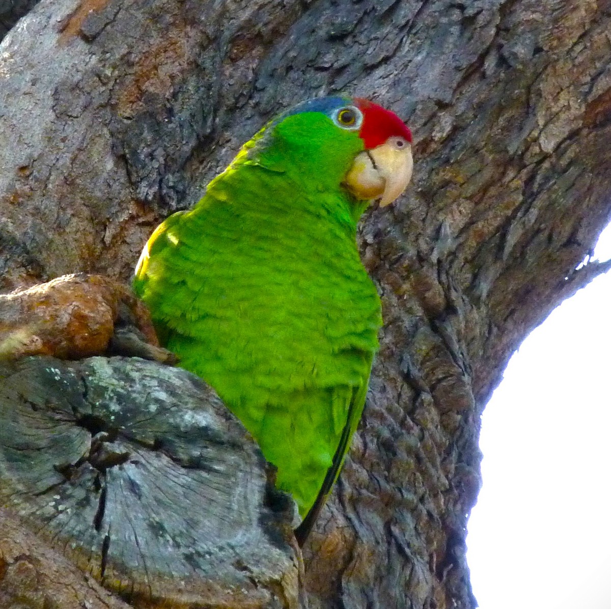 Red-crowned Parrot - ML610533244