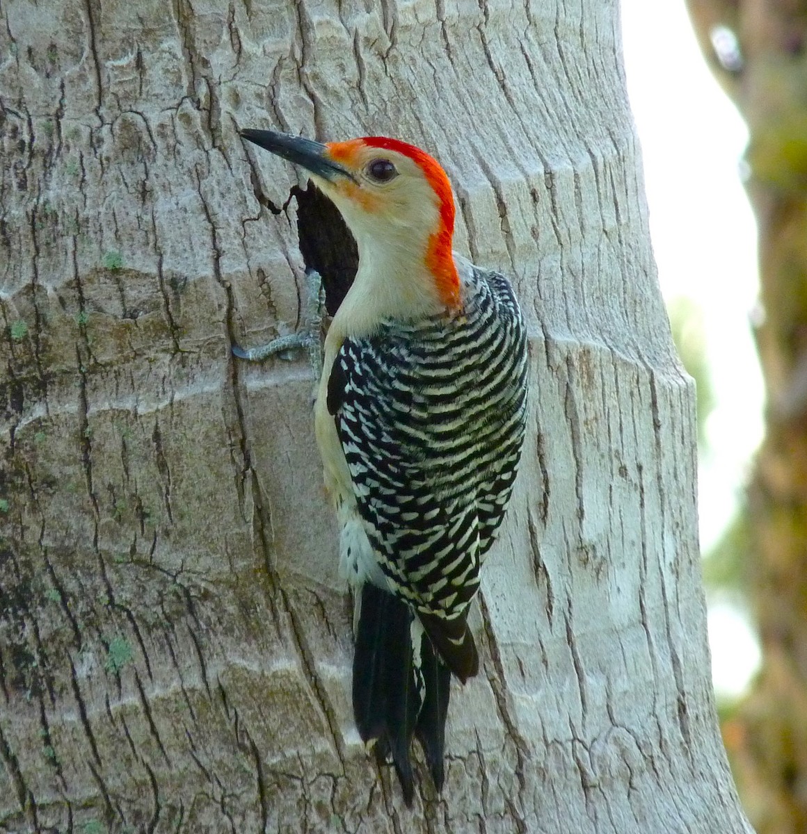 Red-bellied Woodpecker - Gigi DelPizzo