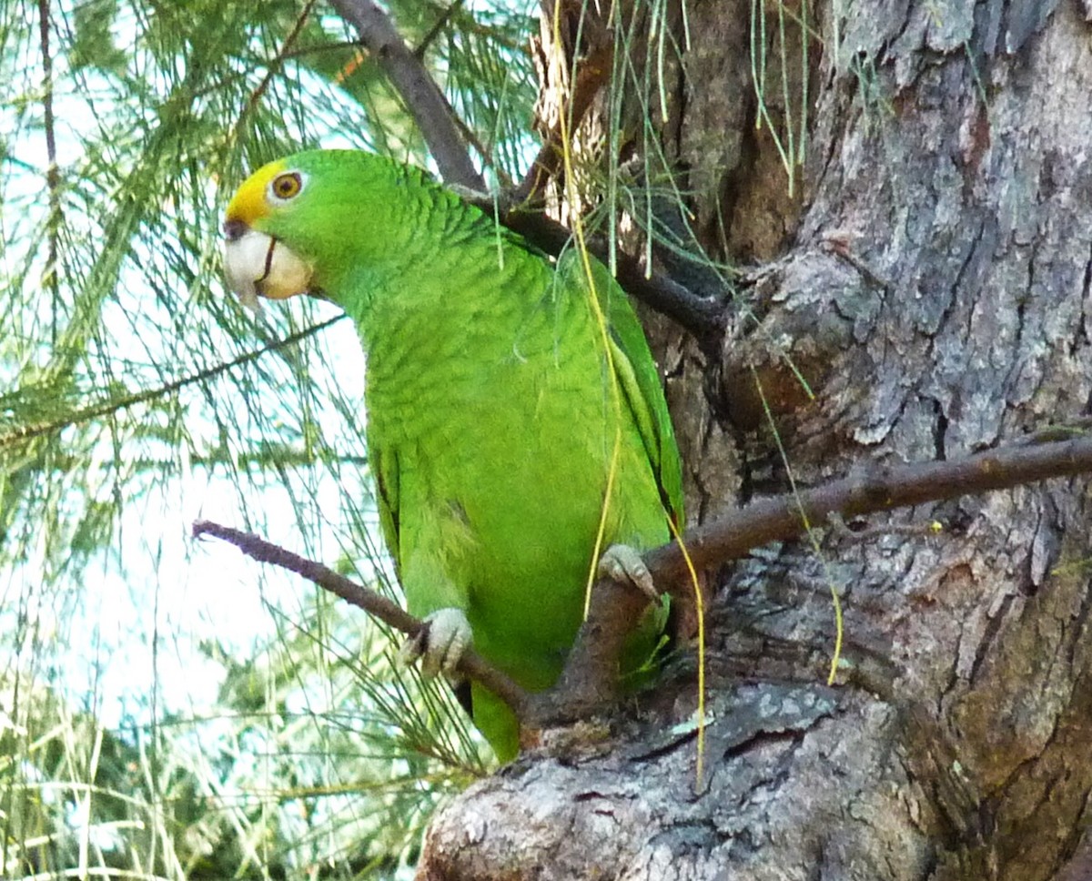 Yellow-crowned Parrot - ML610533326