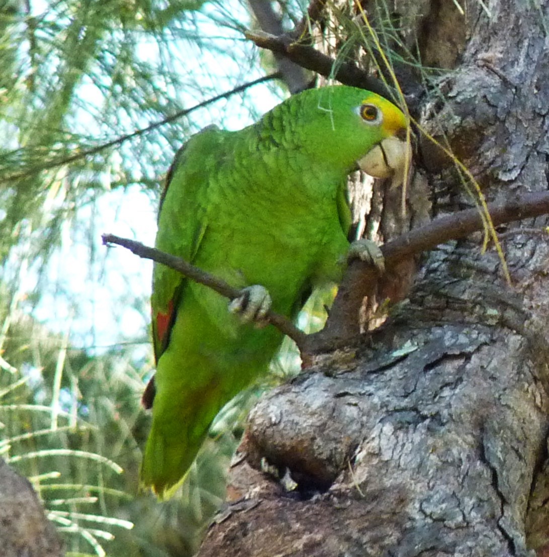 Yellow-crowned Parrot - ML610533345