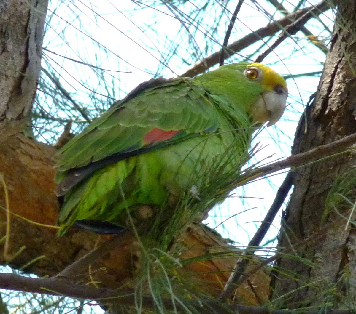 Yellow-crowned Parrot - ML610533354
