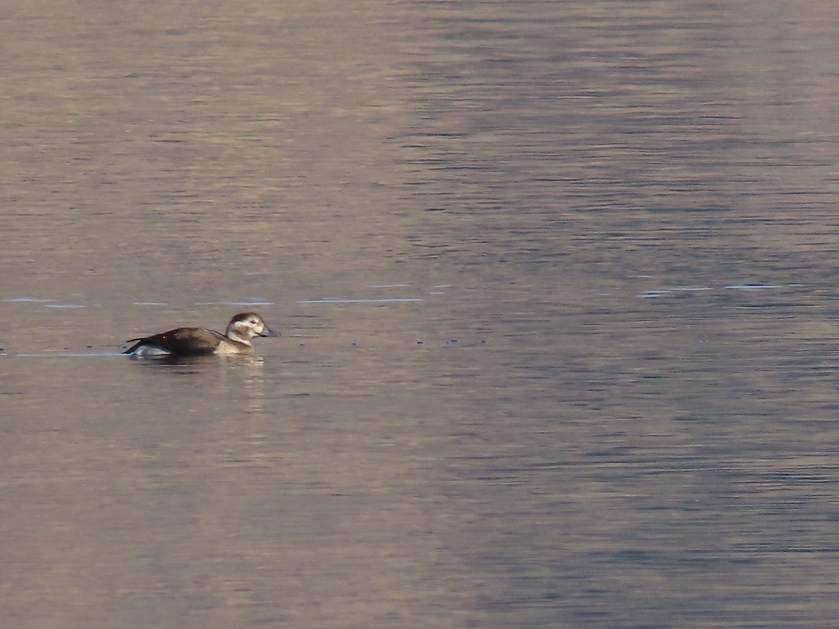 Long-tailed Duck - ML610533519