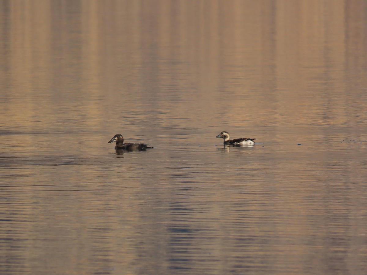 Long-tailed Duck - ML610533646