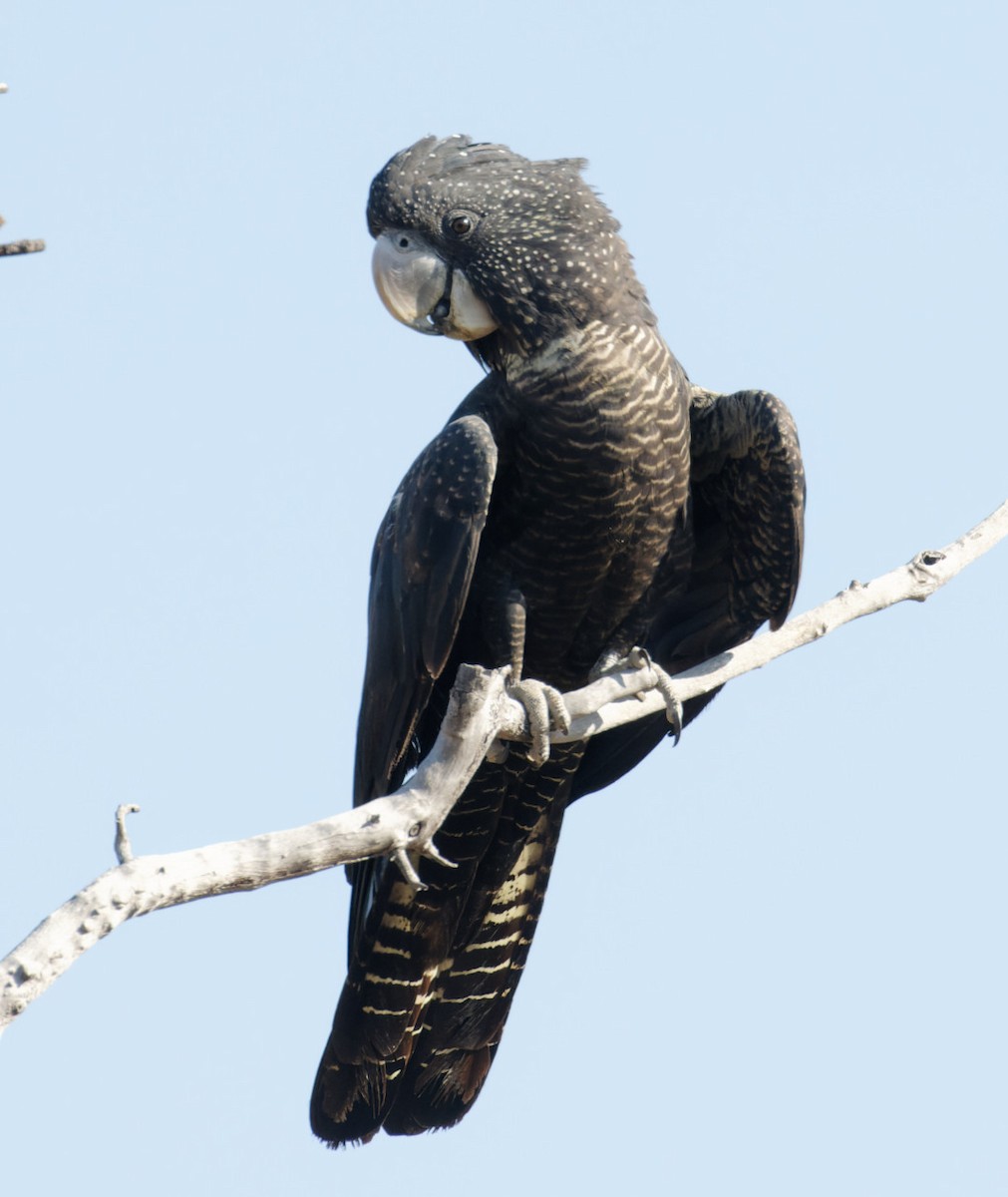 Red-tailed Black-Cockatoo - ML610533790