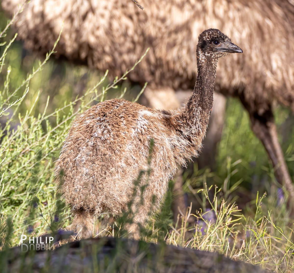 Emu - Philip Dubbin