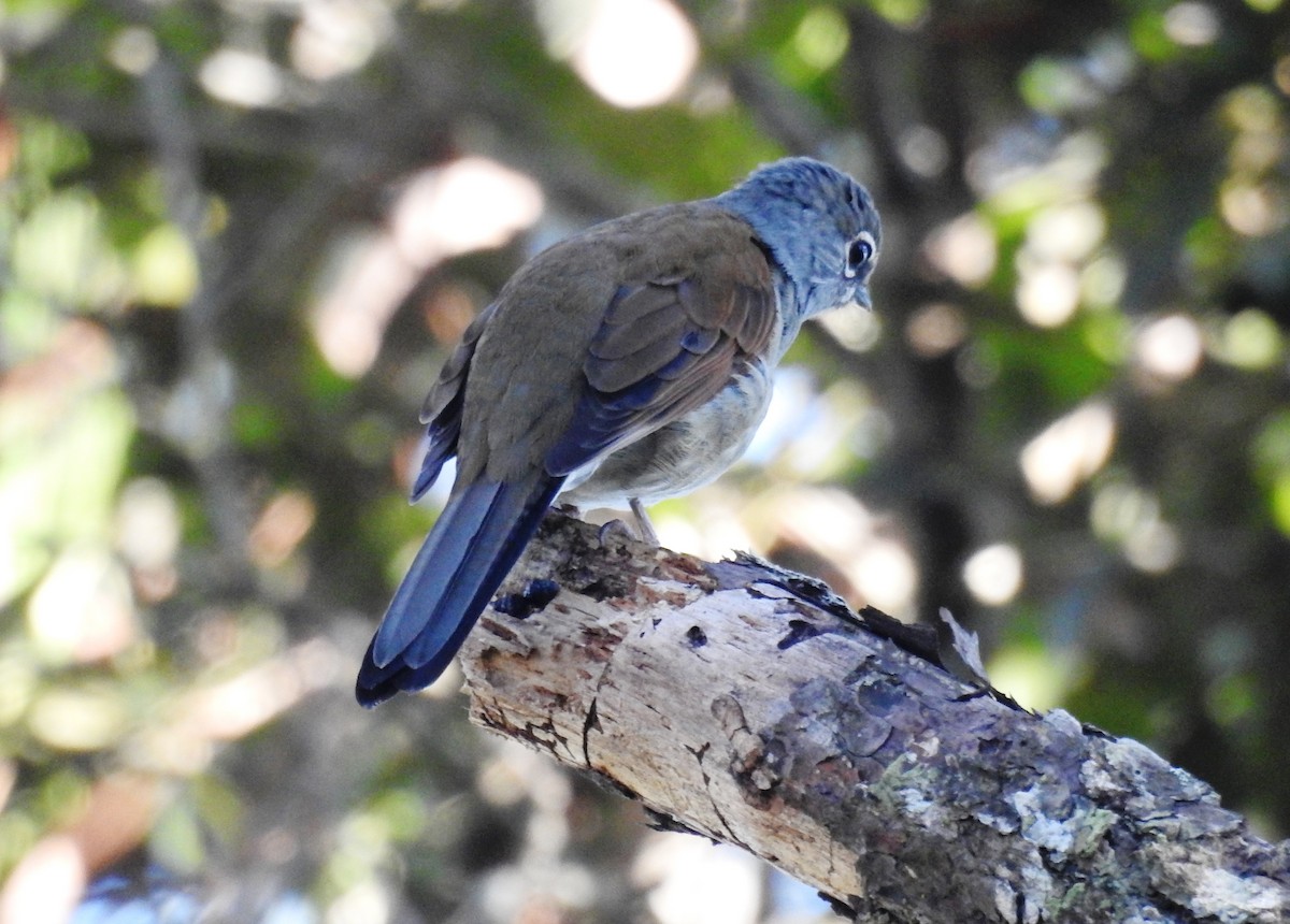 Brown-backed Solitaire - ML610533921