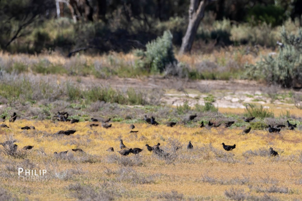 Black-tailed Nativehen - Philip Dubbin