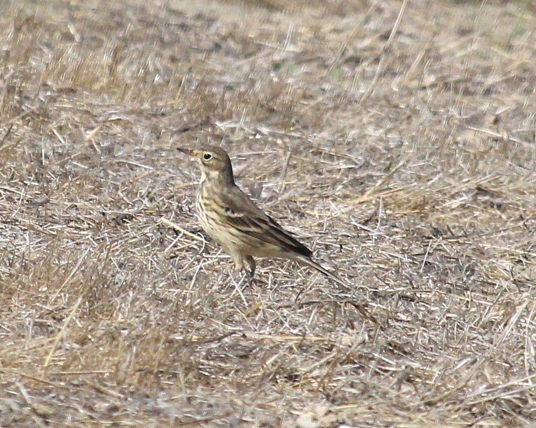 American Pipit (rubescens Group) - ML610534481