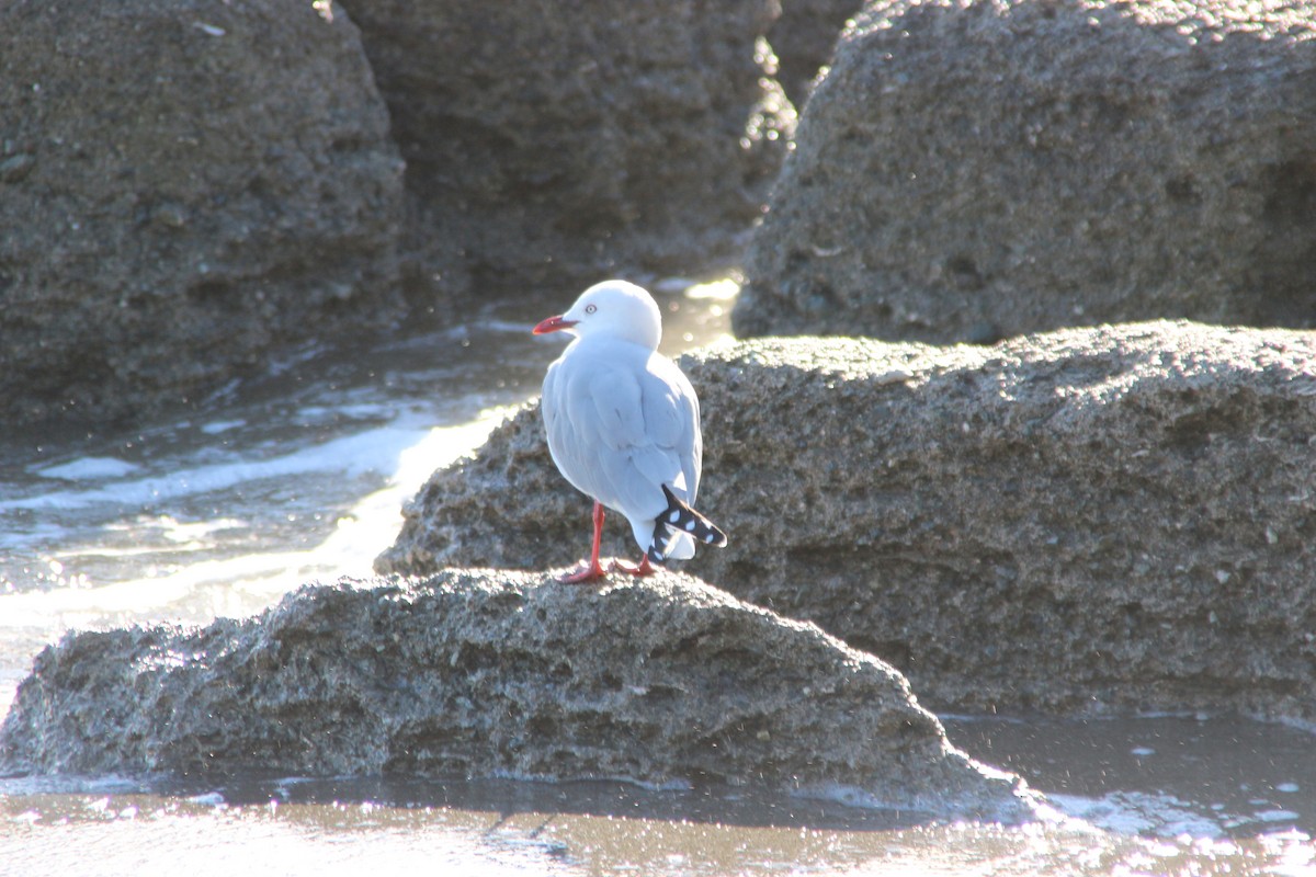 Silver Gull (Red-billed) - ML61053491