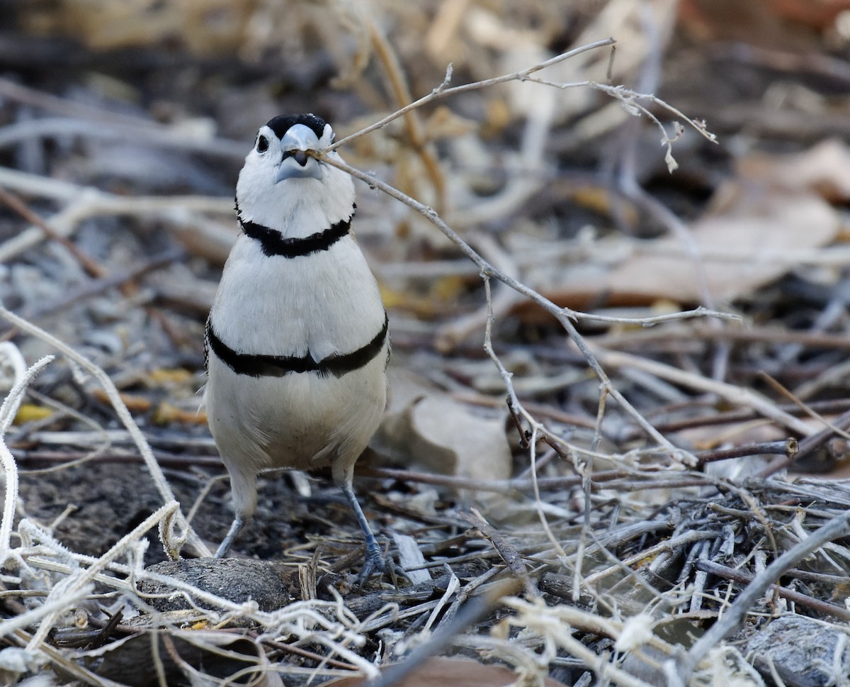 Double-barred Finch - Peter Bennet