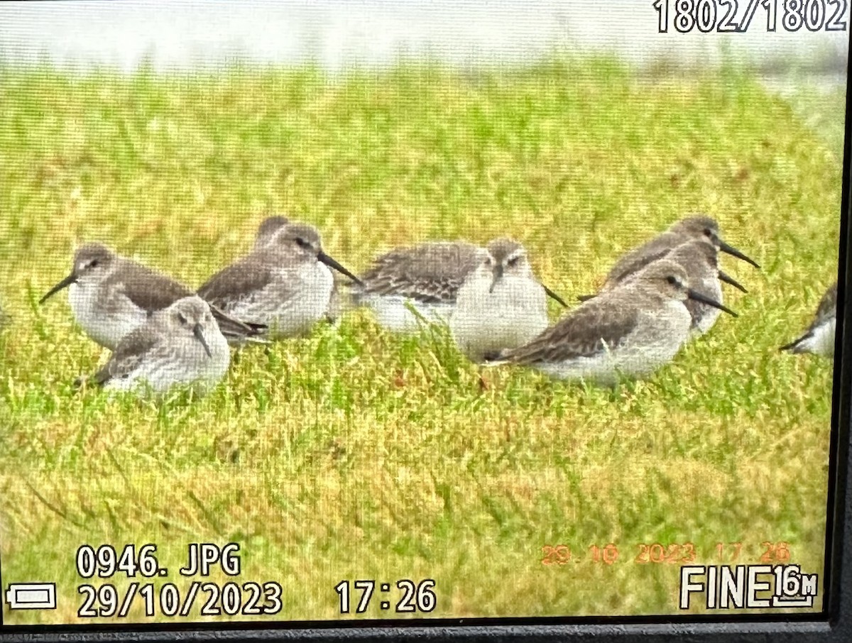 eBird Checklist 29 Oct 2023 USKentuckyRichmond101269 White Hall