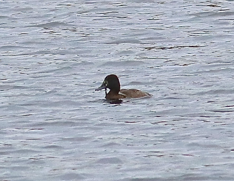 Greater Scaup - ML610535670