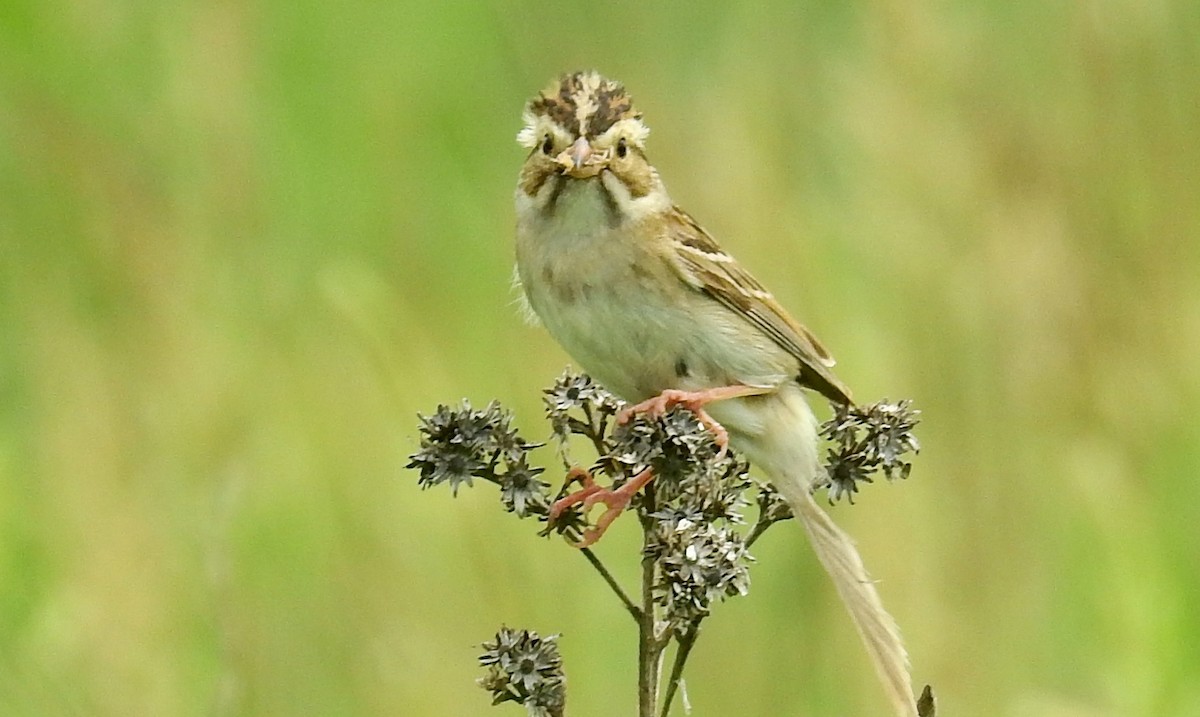 Clay-colored Sparrow - Bonnie Heinecke