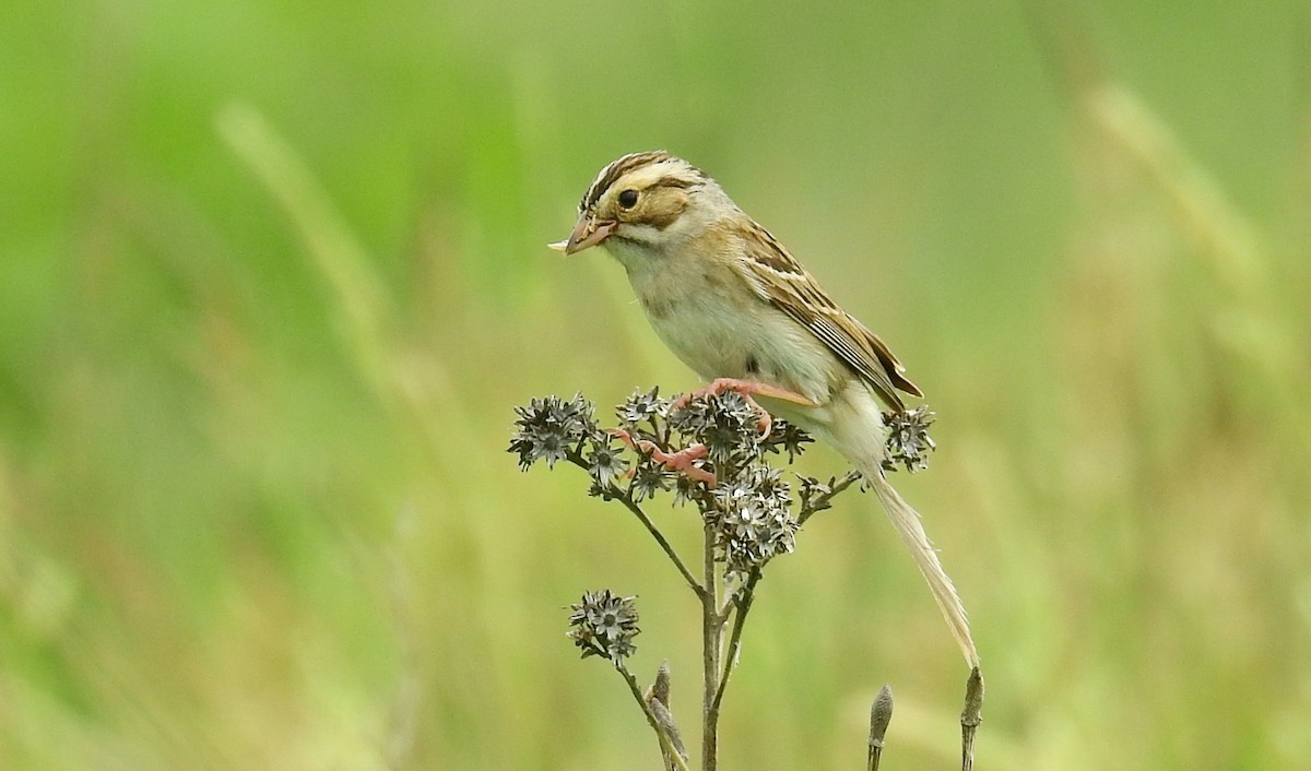 Clay-colored Sparrow - ML61053611