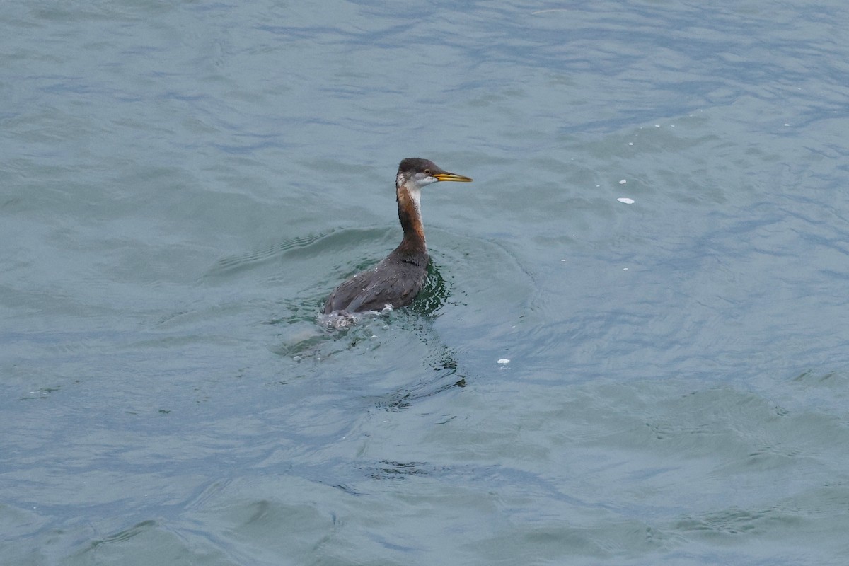 Red-necked Grebe - ML610536305