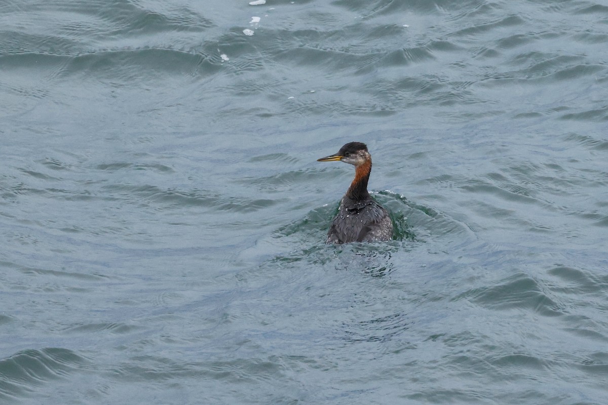 Red-necked Grebe - ML610536306