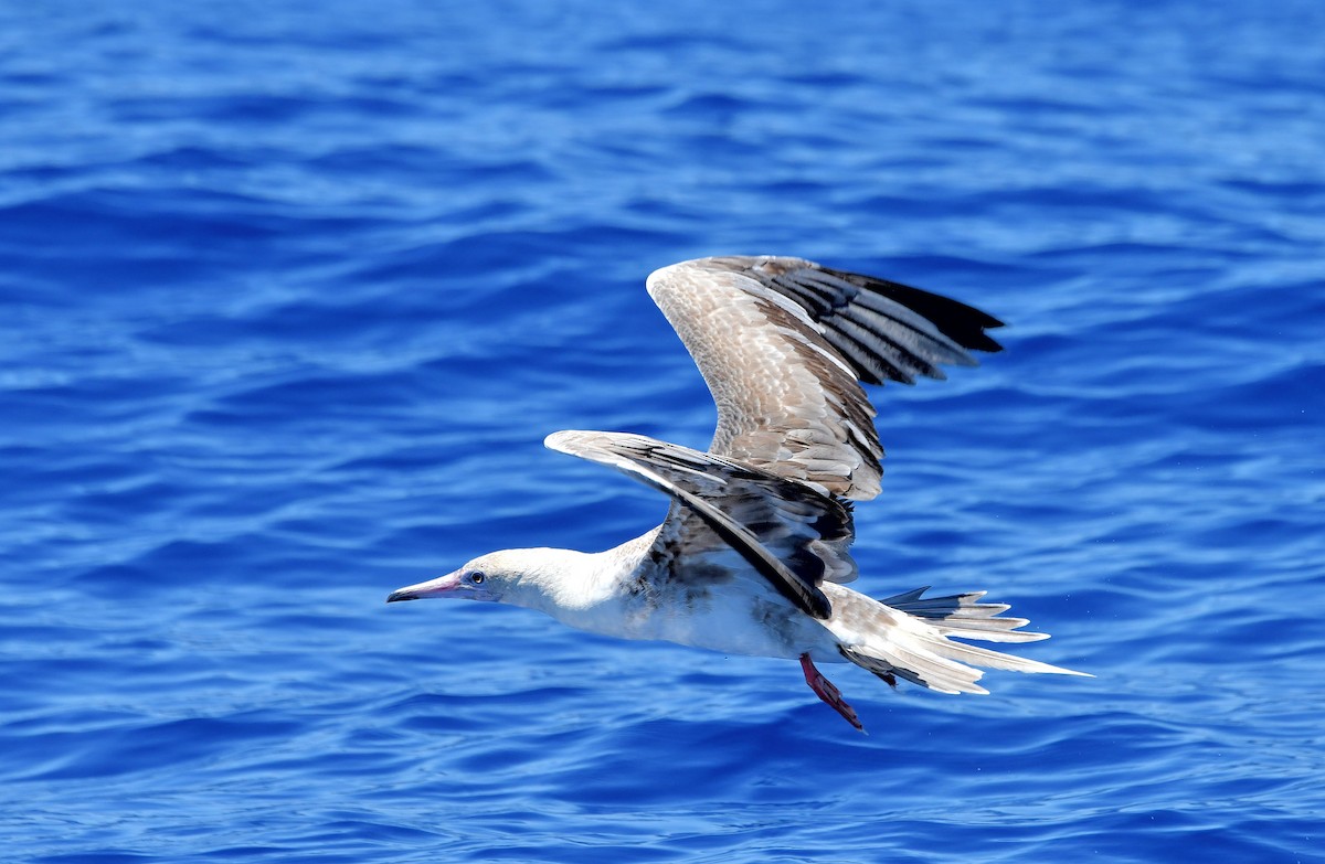 Red-footed Booby - ML610536470