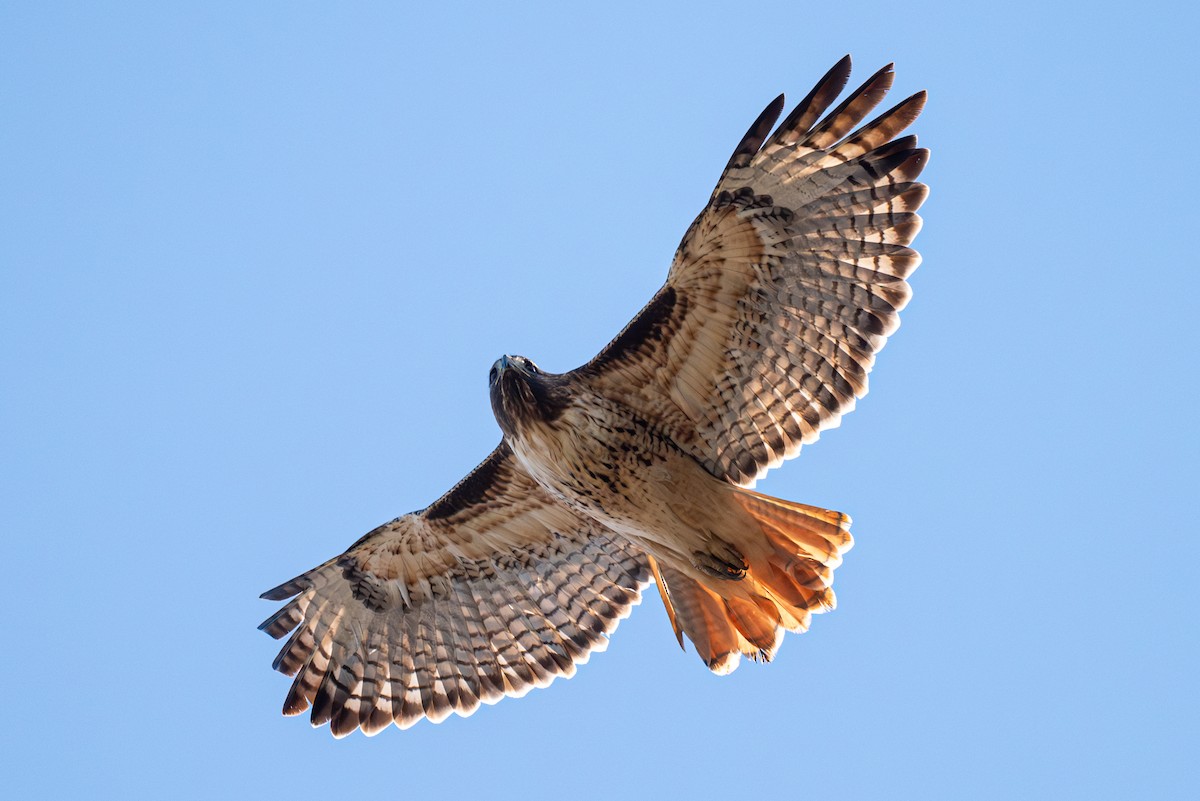 Red-tailed Hawk - ML610536654