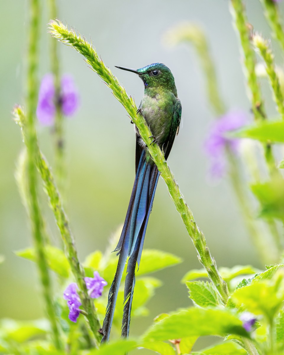 Long-tailed Sylph - ML610537059